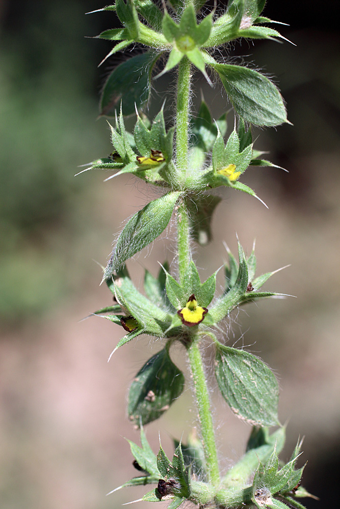 Image of Sideritis montana specimen.