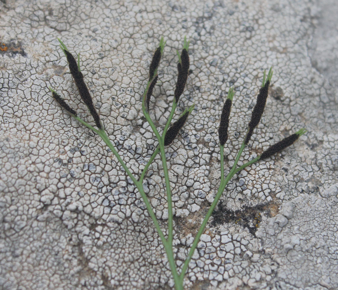 Image of Asplenium septentrionale specimen.