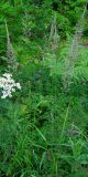 Calamagrostis arundinacea. Цветущее растение. Республика Татарстан, г. Бавлы. 12.07.2009.
