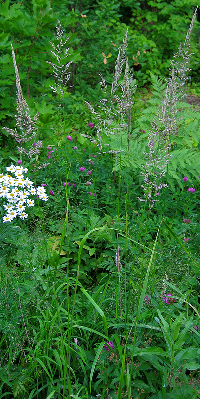 Изображение особи Calamagrostis arundinacea.