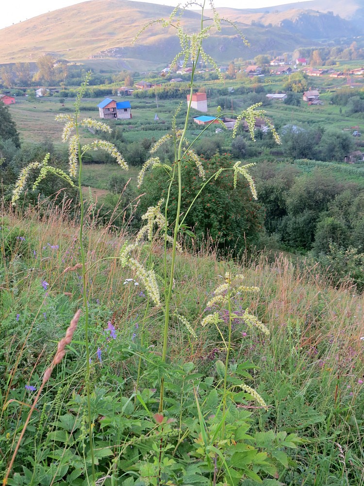 Изображение особи Cimicifuga foetida.