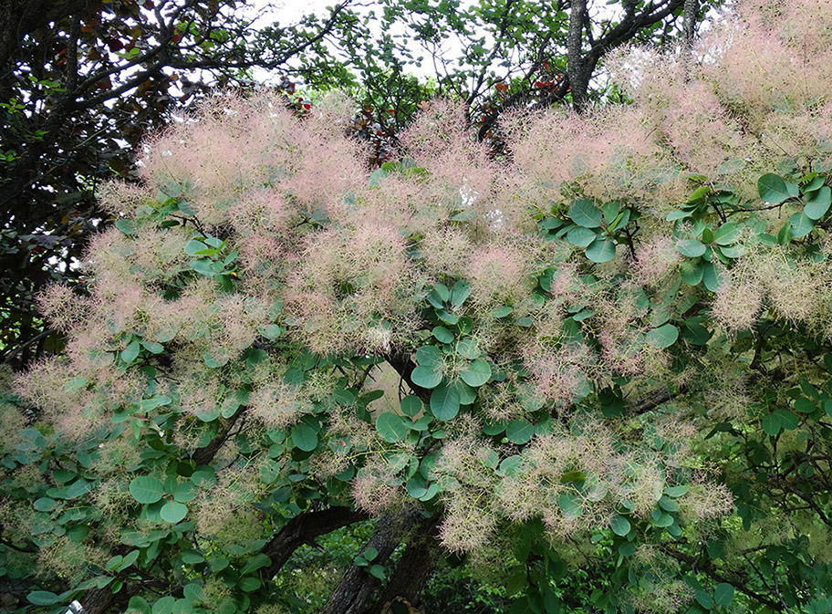 Image of Cotinus coggygria specimen.