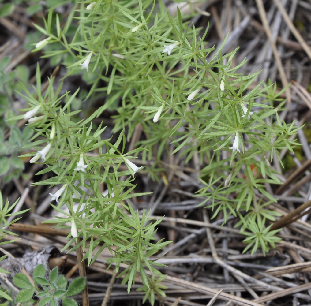 Image of Asperula muscosa specimen.