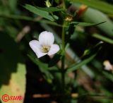 Gratiola officinalis