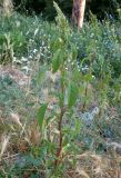 Amaranthus powellii