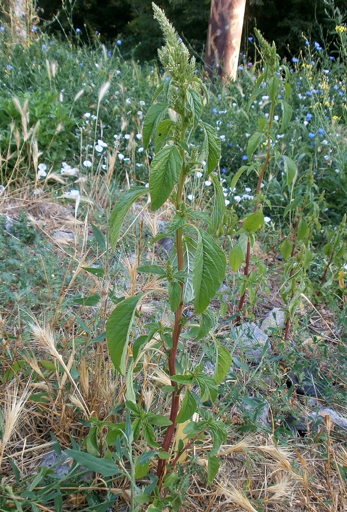 Изображение особи Amaranthus powellii.