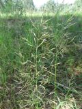 Agrostis gigantea