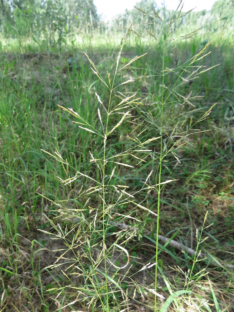 Изображение особи Agrostis gigantea.