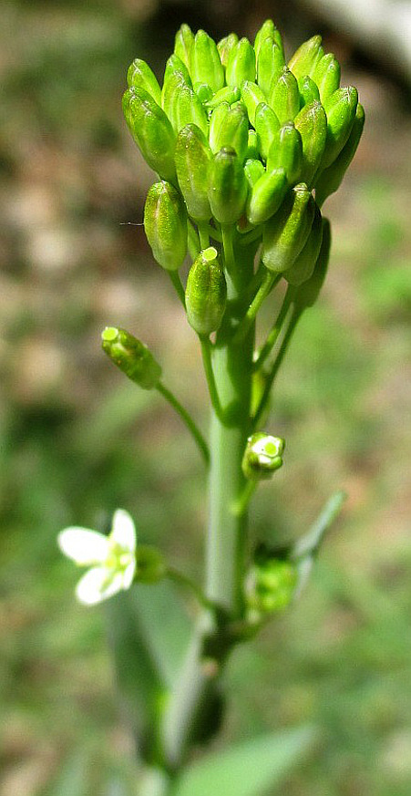 Изображение особи Turritis glabra.