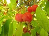 Malus prunifolia