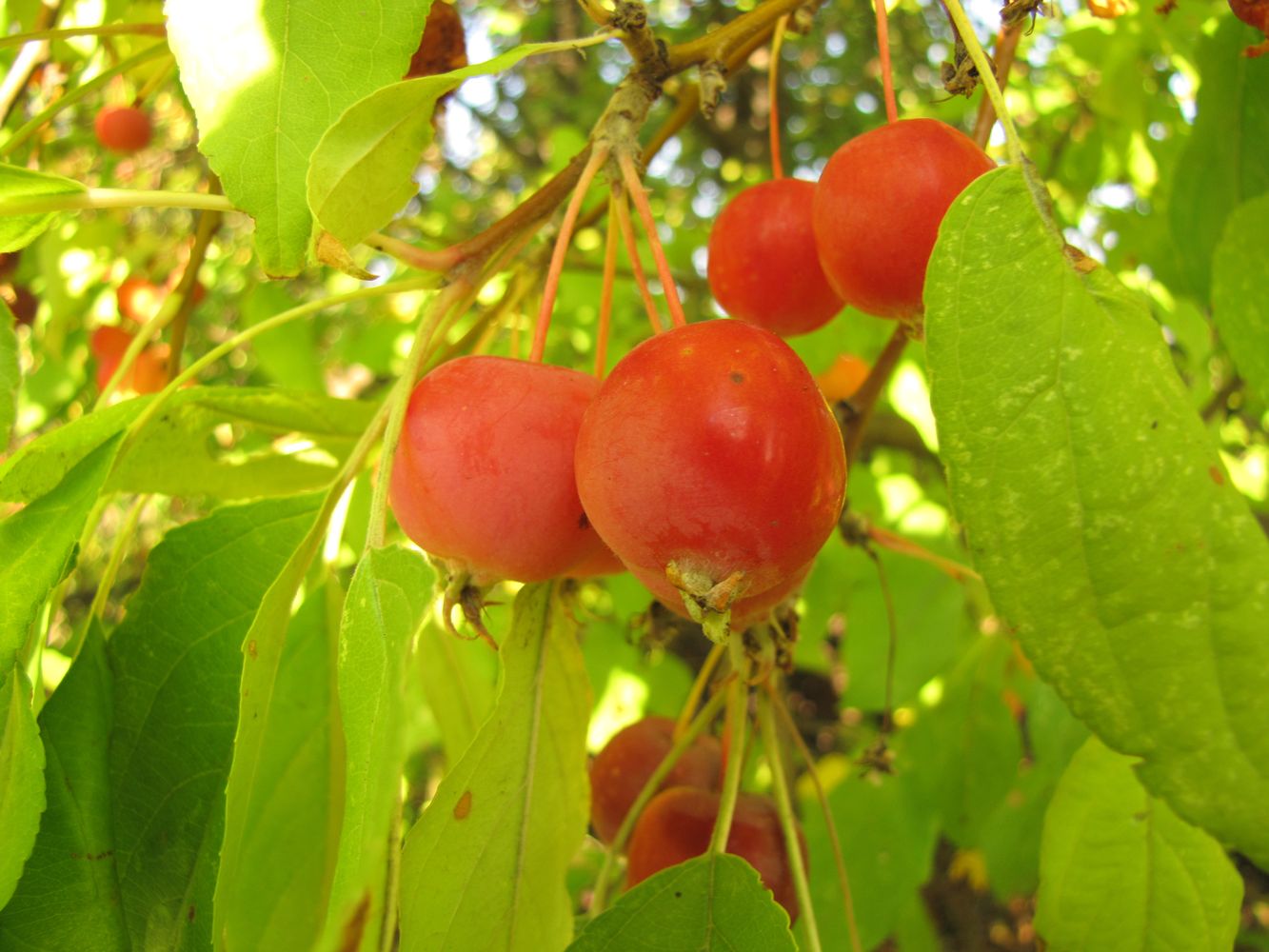 Изображение особи Malus prunifolia.