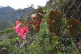 Begonia bracteosa. Верхушка цветущего растения. Перу, археологический комплекс Мачу-Пикчу, склон горы Мачу-Пикчу. 13 марта 2014 г.