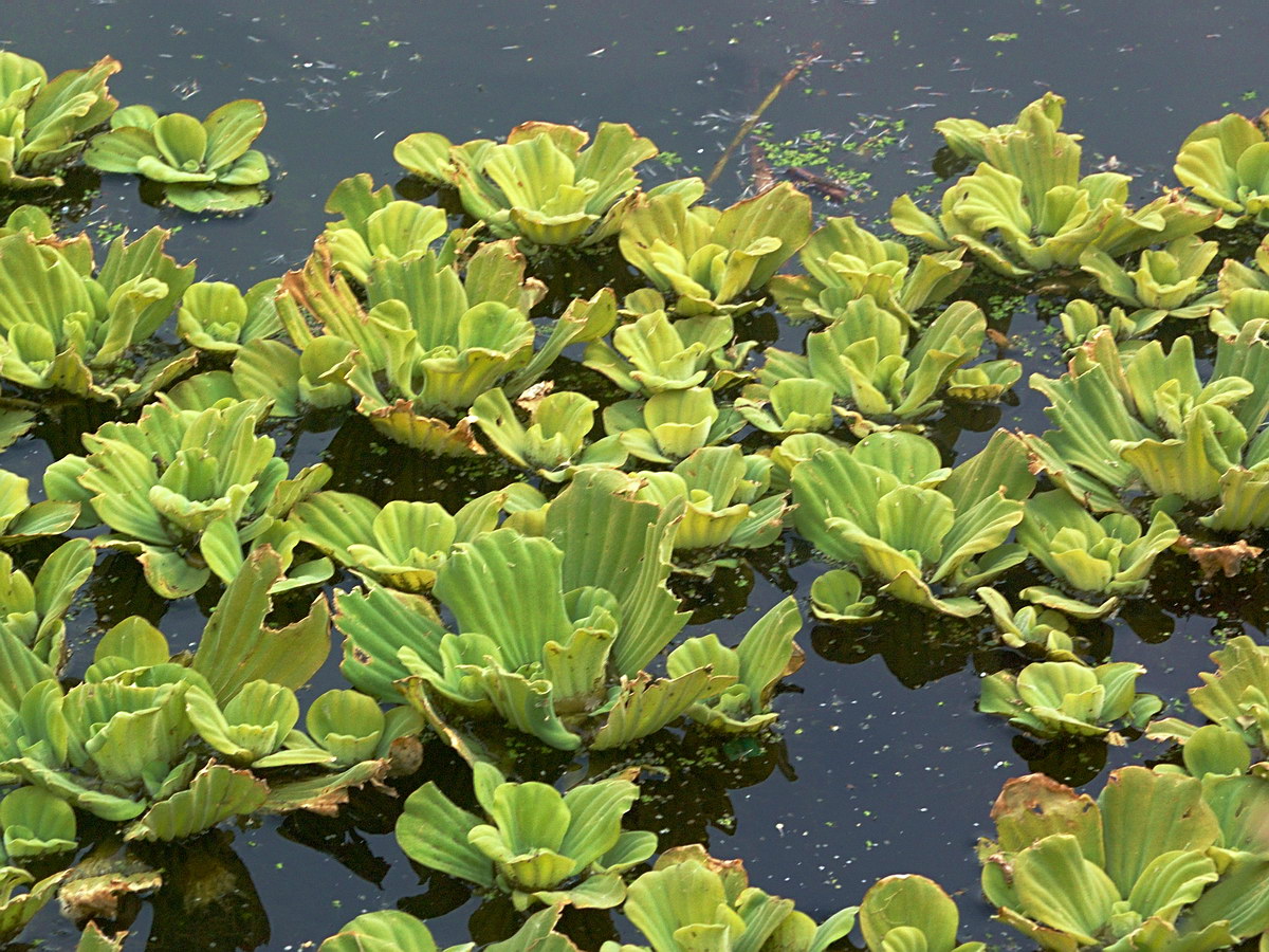 Image of Pistia stratiotes specimen.