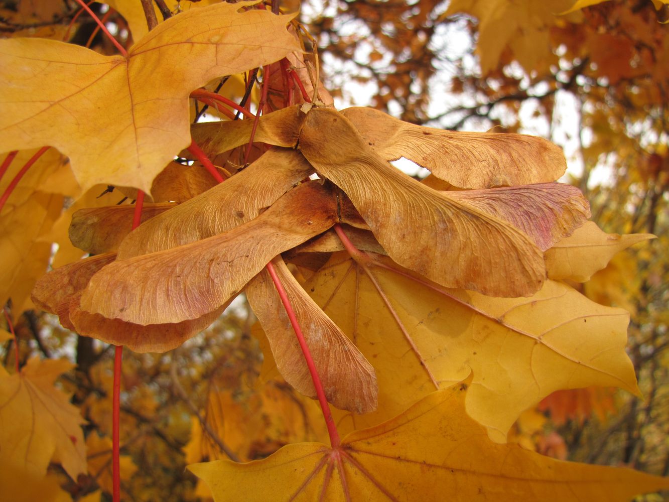 Изображение особи Acer platanoides.