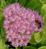 Hylotelephium spectabile. Соцветие с фуражирующей пчелой. Германия, г. Крефельд, Ботанический сад. 06.09.2014.