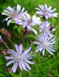 Lactuca sibirica