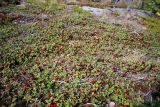 Vaccinium vitis-idaea var. minus