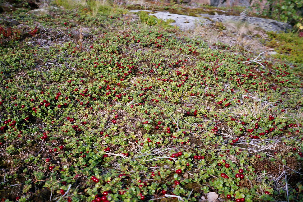 Изображение особи Vaccinium vitis-idaea var. minus.