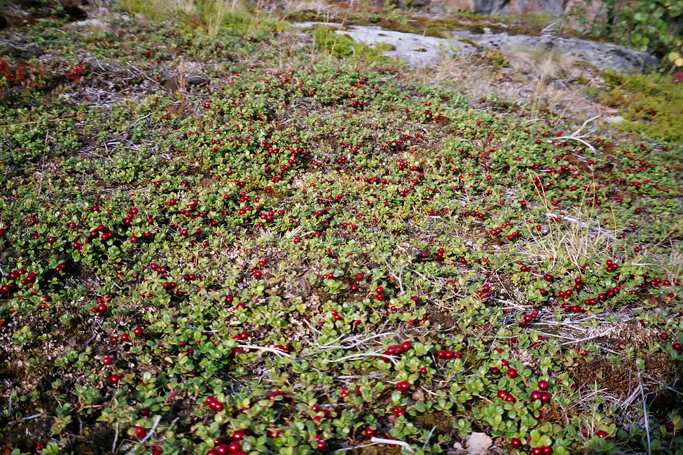 Image of Vaccinium vitis-idaea var. minus specimen.