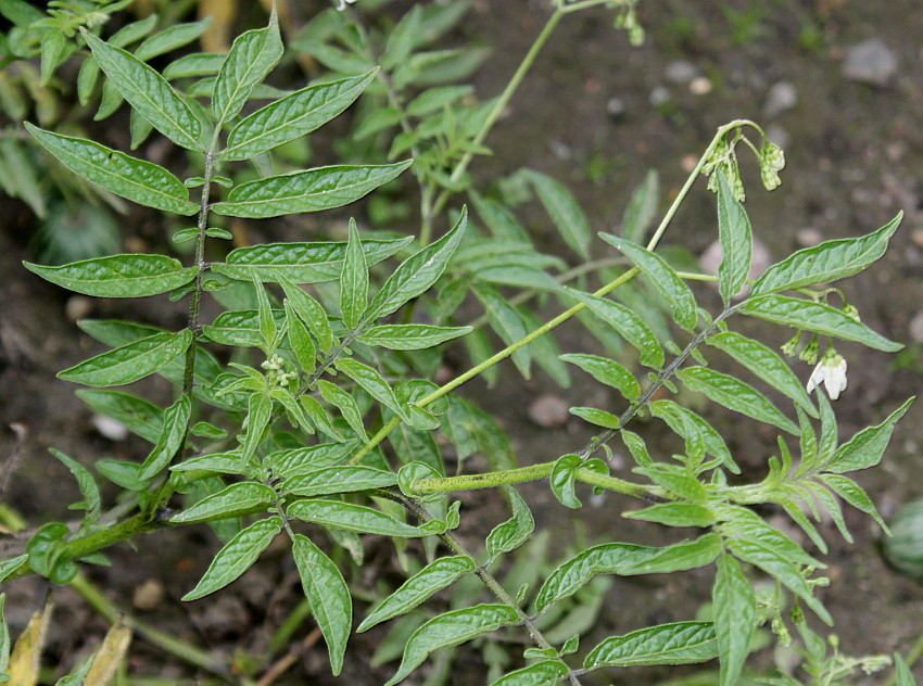 Image of Solanum fraxinifolium specimen.