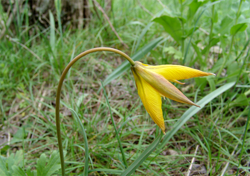 Изображение особи Tulipa biebersteiniana.