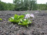 Pennellianthus frutescens. Цветущие растения.