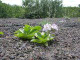 Pennellianthus frutescens