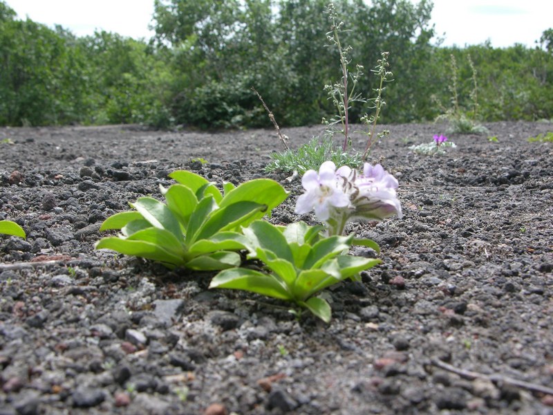 Изображение особи Pennellianthus frutescens.