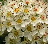 Physocarpus opulifolius
