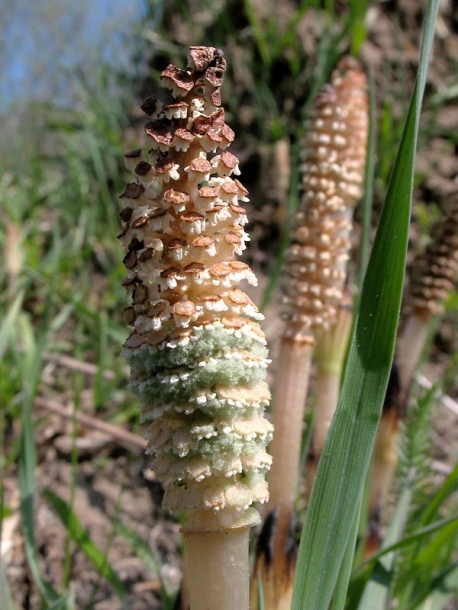 Image of Equisetum arvense specimen.