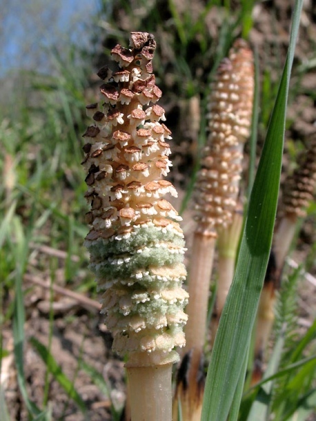 Изображение особи Equisetum arvense.