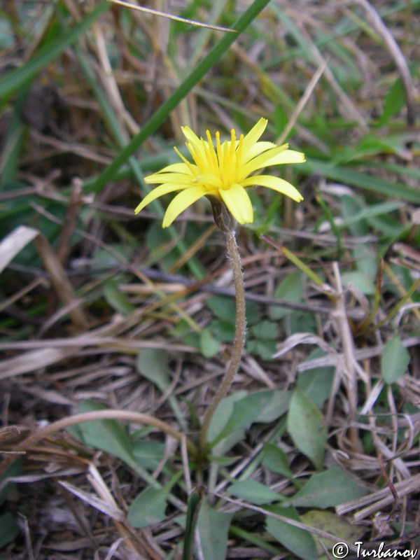 Image of Taraxacum bessarabicum specimen.