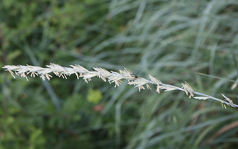 Image of Elytrigia intermedia specimen.