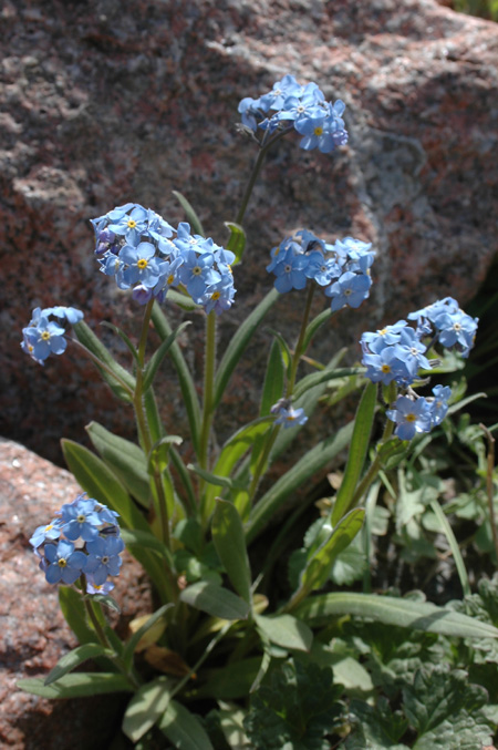 Image of Myosotis asiatica specimen.