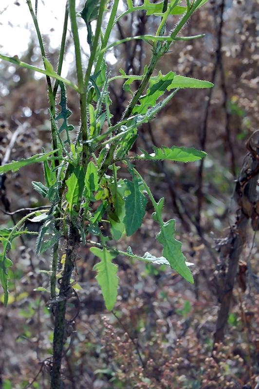 Image of Sisymbrium loeselii specimen.