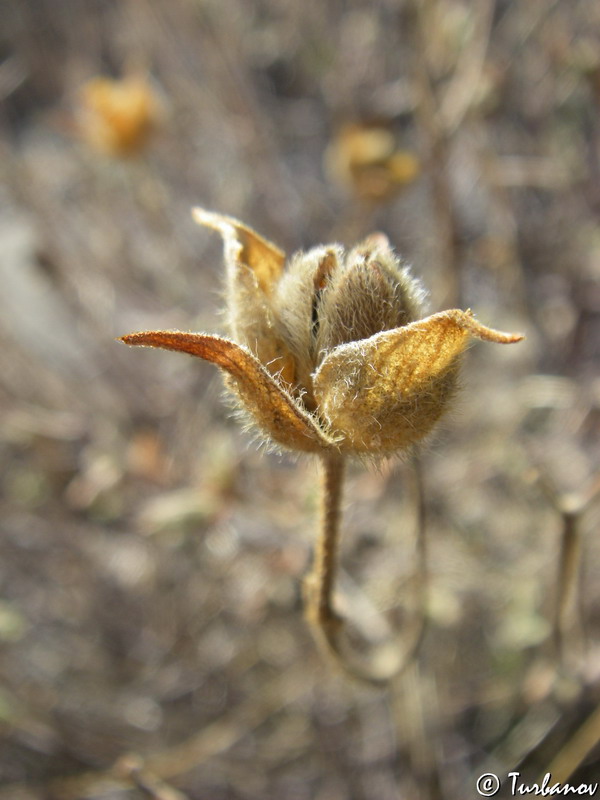 Image of Cistus tauricus specimen.