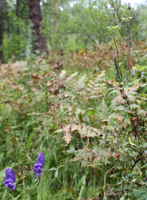 Image of Aconitum volubile specimen.