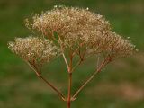 Valeriana officinalis. Соплодие. Украина, Закарпатская обл., Свалявский р-н, заболоченный луг возле с. Солочин. 23 августа 2015 г.