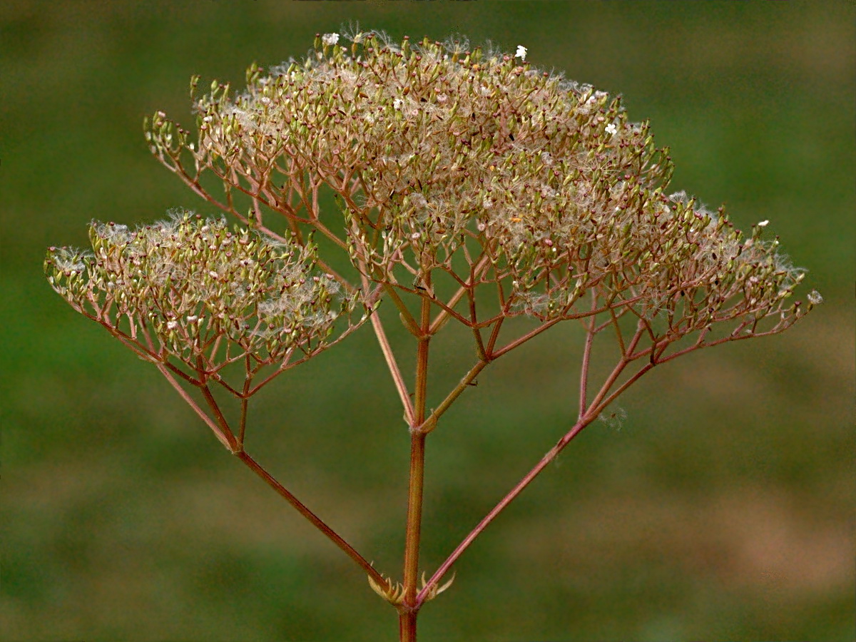 Image of Valeriana officinalis specimen.