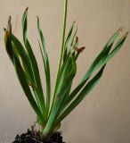 Eremurus spectabilis