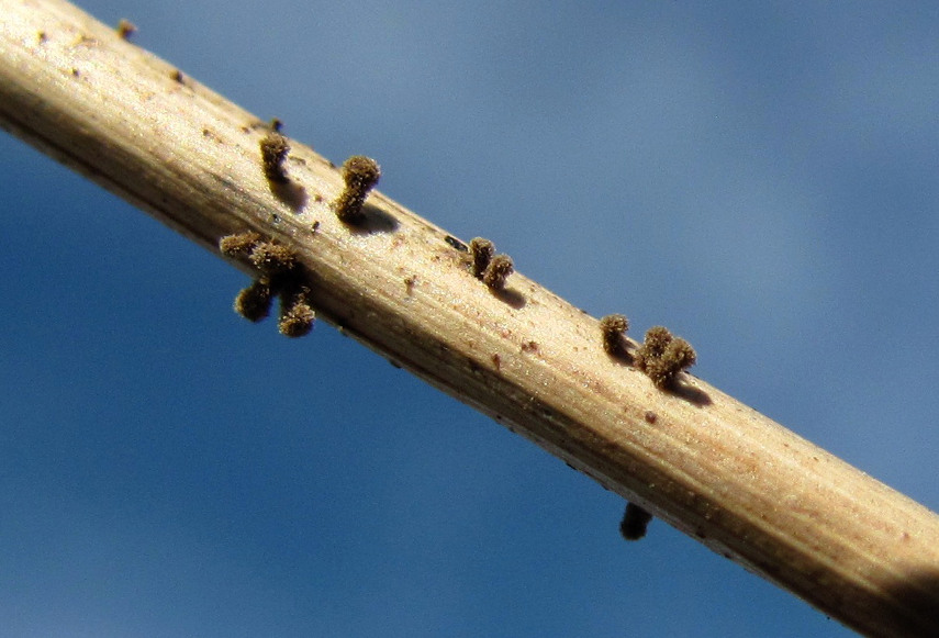 Image of Dactylis glomerata specimen.