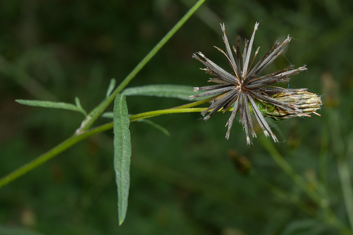 Image of Bidens bipinnata specimen.