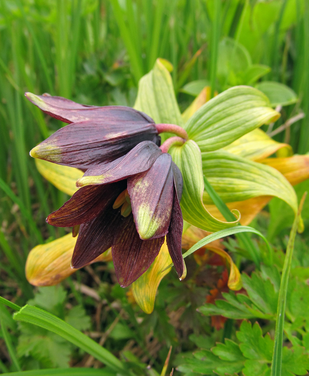 Изображение особи Fritillaria camschatcensis.