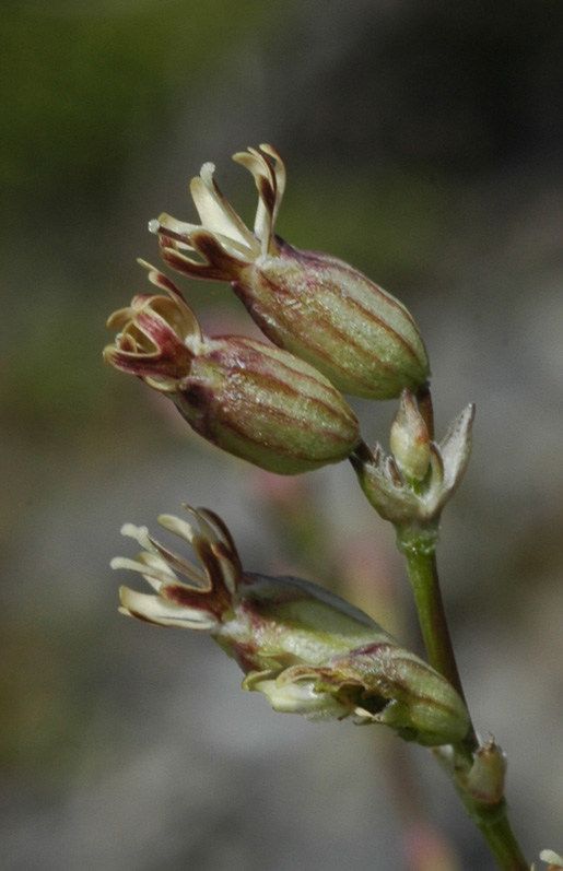 Image of Silene graminifolia specimen.