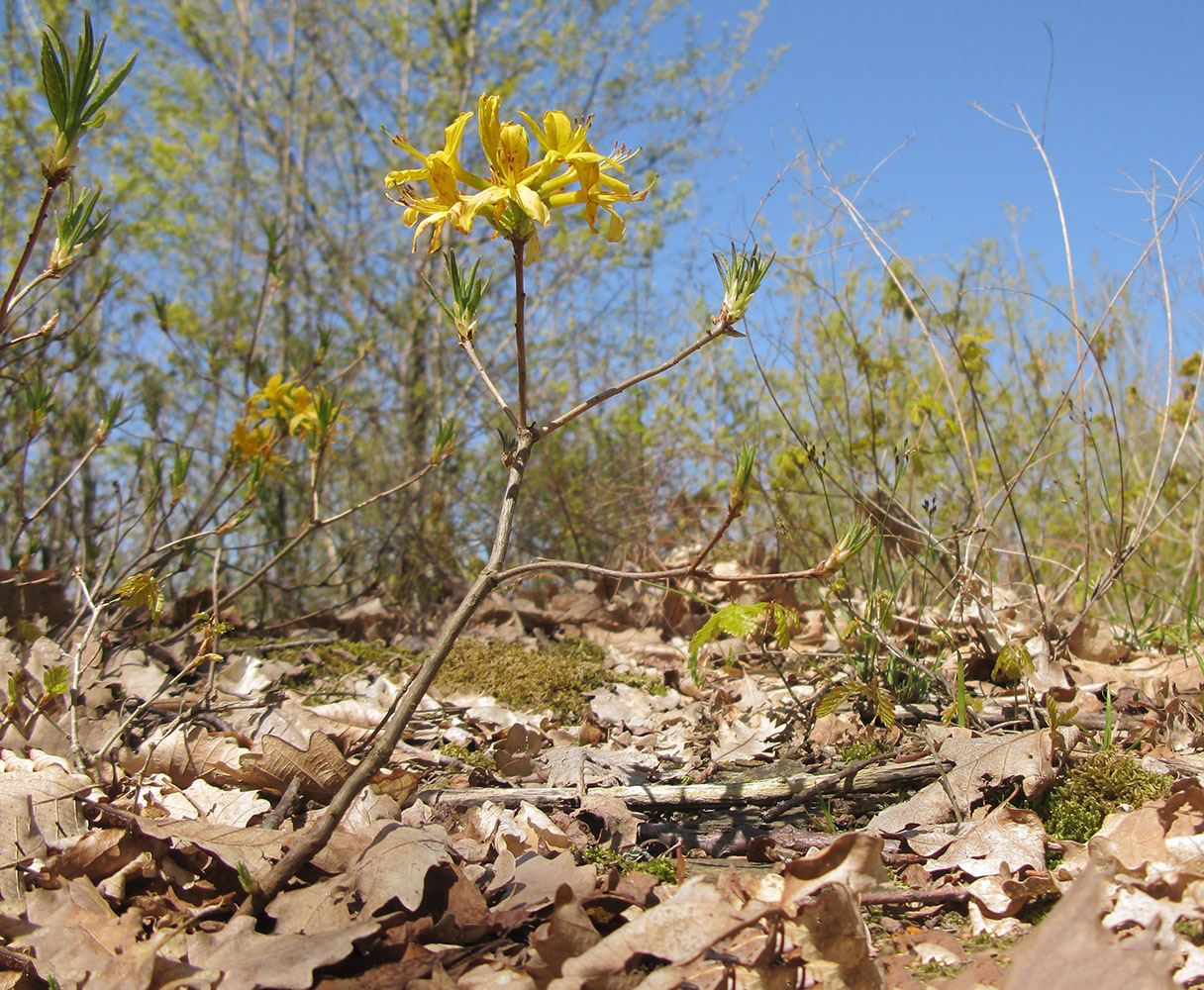 Image of Rhododendron luteum specimen.