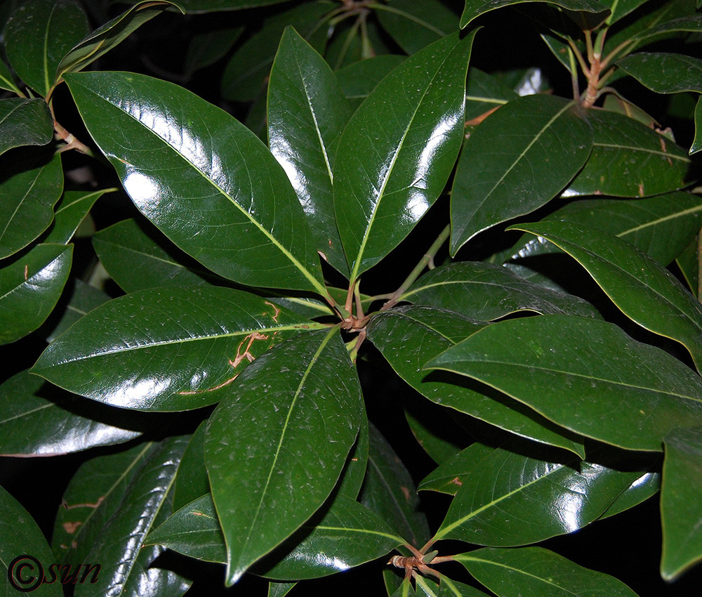 Image of Magnolia grandiflora specimen.