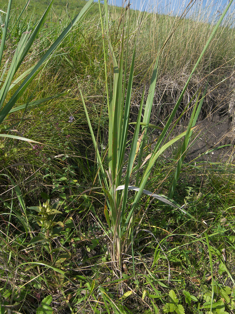 Изображение особи Calamagrostis epigeios.