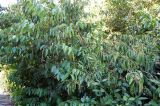 Lauro-cerasus lusitanica