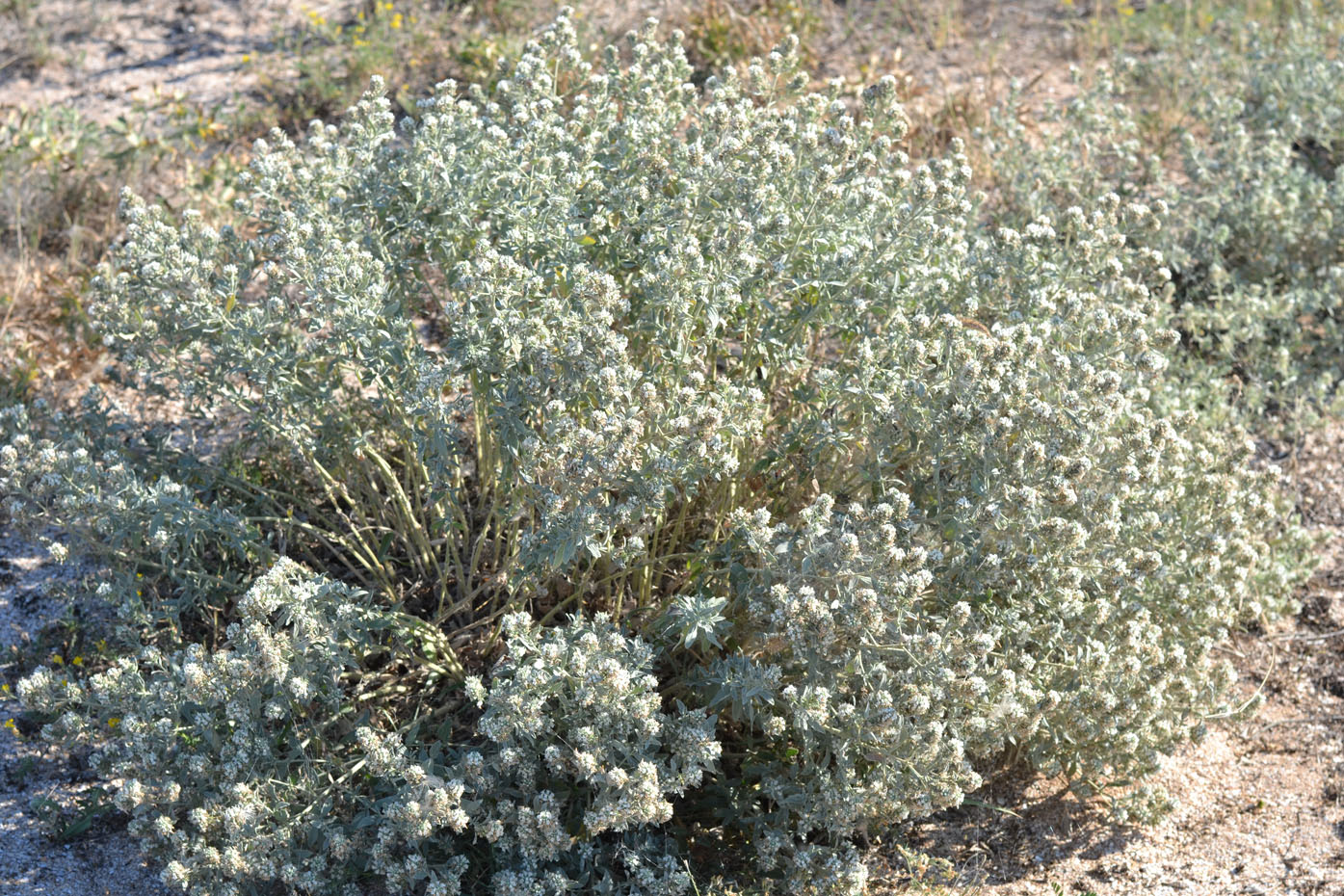 Изображение особи Marrubium peregrinum.