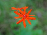 Lychnis fulgens